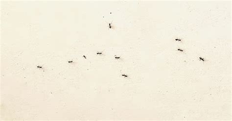 龍字 廚房很多螞蟻